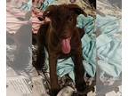 Chesapeake Bay Retriever Mix DOG FOR ADOPTION RGADN-1264461 - Zara (NY-Shari) -