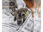 Labrador Retriever Mix DOG FOR ADOPTION RGADN-1264463 - Twilight (NY-Sarah) -