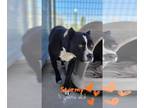 Boxer-Staffordshire Bull Terrier Mix DOG FOR ADOPTION RGADN-1264466 - Stormy -