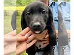 Labrador Retriever Mix DOG FOR ADOPTION RGADN-1264473 - Pheonix (NY-Emily) -