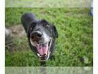 Labrador Retriever DOG FOR ADOPTION RGADN-1264514 - ARNOLD - Labrador Retriever