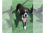 Boxer DOG FOR ADOPTION RGADN-1264519 - ONYX - Boxer (medium coat) Dog For