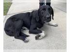 Bloodhound-Great Pyrenees Mix DOG FOR ADOPTION RGADN-1264558 - CLIFFORD - Great