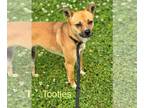 Beagle-Feist Terrier Mix DOG FOR ADOPTION RGADN-1264573 - Tootles - Feist /