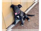Labrador Retriever Mix DOG FOR ADOPTION RGADN-1264575 - Michelle - Labrador