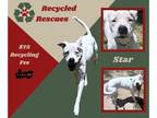Bullboxer Pit DOG FOR ADOPTION RGADN-1264577 - Star (Recycle) - Boxer / American