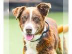 Sheprador DOG FOR ADOPTION RGADN-1264587 - BELLE - Australian Shepherd /