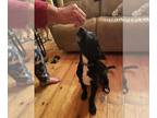 Basset Hound-Labrador Retriever Mix DOG FOR ADOPTION RGADN-1264603 - Scooter -