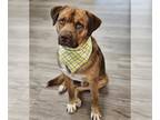 Labralas DOG FOR ADOPTION RGADN-1264612 - EVANDER - Vizsla / Labrador Retriever