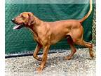 Redbone Coonhound-Rhodesian Ridgeback Mix DOG FOR ADOPTION RGADN-1264615 -