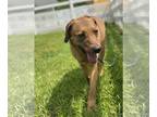 Redbone Coonhound Mix DOG FOR ADOPTION RGADN-1264629 - 2405-0394 Penny - Redbone