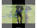 Great Dane DOG FOR ADOPTION RGADN-1264651 - Brodie - Great Dane (short coat) Dog
