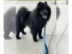 American Eskimo Dog-Chow Chow Mix DOG FOR ADOPTION RGADN-1264656 - Kika - Chow