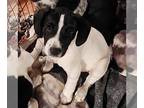Beagle Mix DOG FOR ADOPTION RGADN-1264663 - Lerna (NY-Shari) - Beagle / Mixed
