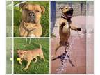 American Staffordshire Terrier DOG FOR ADOPTION RGADN-1264673 - STELLA MAE -