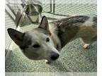 Siberian Husky Mix DOG FOR ADOPTION RGADN-1264676 - BELLA - Siberian Husky /