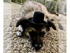 Keeshond DOG FOR ADOPTION RGADN-1264678 - Mac - Keeshond (long coat) Dog For
