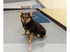 Australian Kelpie Mix DOG FOR ADOPTION RGADN-1264699 - DARLING PASTRY -