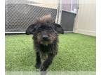Poocan DOG FOR ADOPTION RGADN-1264704 - *HAZEL - Cairn Terrier / Poodle