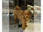 Miniature Bernedoodle DOG FOR ADOPTION RGADN-1264705 - Cinnamon "Cindy" -