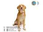 Labrador Retriever DOG FOR ADOPTION RGADN-1264708 - LEAPER - Labrador Retriever