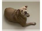 American Bandogge mastiff DOG FOR ADOPTION RGADN-1264714 - BRUCE - Mastiff / Pit