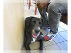 Labrador Retriever Mix DOG FOR ADOPTION RGADN-1264720 - ROMAN - Labrador