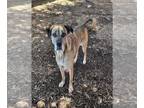 English Coonhound Mix DOG FOR ADOPTION RGADN-1264724 - MAZY - English Coonhound