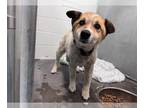 Border Terrier Mix DOG FOR ADOPTION RGADN-1264727 - CHAI - Border Terrier /