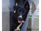 Borador DOG FOR ADOPTION RGADN-1264750 - Roxy - Border Collie / Labrador