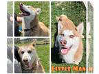 Siberian Husky Mix DOG FOR ADOPTION RGADN-1264754 - Little Man - Siberian Husky