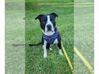 American Pit Bull Terrier Mix DOG FOR ADOPTION RGADN-1264757 - Polaris - Pit