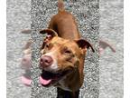 American Pit Bull Terrier DOG FOR ADOPTION RGADN-1264761 - SCARLET - Pit Bull