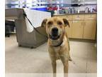Labrador Retriever DOG FOR ADOPTION RGADN-1264772 - Dog - Labrador Retriever