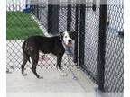 American Pit Bull Terrier DOG FOR ADOPTION RGADN-1264775 - SAVANNA - Pit Bull