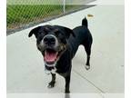 Rottweiler Mix DOG FOR ADOPTION RGADN-1264777 - SPROUT - Rottweiler / Mixed
