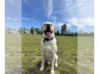 Labrenees DOG FOR ADOPTION RGADN-1264781 - Ike - Labrador Retriever / Great