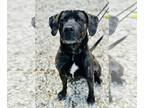 Labrador Retriever Mix DOG FOR ADOPTION RGADN-1264791 - Colt - Labrador