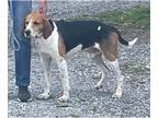 English Foxhound DOG FOR ADOPTION RGADN-1264798 - Cowboy: At the shelter -