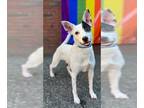 Rat Terrier Mix DOG FOR ADOPTION RGADN-1264799 - ELLIOTT - Australian Cattle