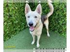 German Shepherd Dog Mix DOG FOR ADOPTION RGADN-1264813 - FIGARO - German