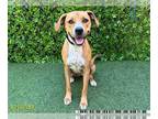 Vizsla Mix DOG FOR ADOPTION RGADN-1264815 - SELENE - Vizsla / Mixed (medium