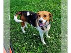 Beagle DOG FOR ADOPTION RGADN-1264833 - Mya - Not At shelter - Beagle (short