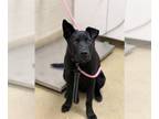 Labrador Retriever Mix DOG FOR ADOPTION RGADN-1264841 - BUDDY - Labrador