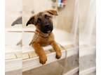 German Shepherd Dog Mix DOG FOR ADOPTION RGADN-1264846 - Knockoff: Not at