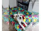 Mix DOG FOR ADOPTION RGADN-1264847 - Chilli - Wheaten Terrier Dog For Adoption