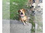 English Foxhound DOG FOR ADOPTION RGADN-1264852 - Copper - English Foxhound