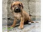 Labrador Retriever Mix DOG FOR ADOPTION RGADN-1264857 - Michael - Labrador