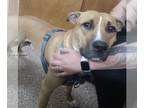 American Pit Bull Terrier Mix DOG FOR ADOPTION RGADN-1264865 - Kobe - Pit Bull
