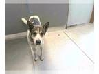 Siberian Husky Mix DOG FOR ADOPTION RGADN-1264866 - BALTO - Siberian Husky /